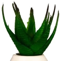 B&M Small Succulent -Home Decor Sales 380107 small succulent 4