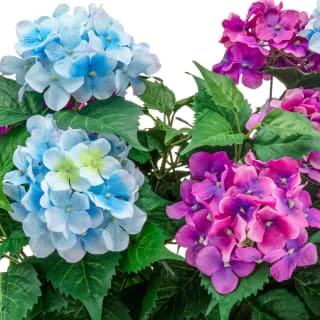 Bloom Basic Window Box - Hydrangea 2 Bloom Basic Window Box - Hydrangea - Image 2