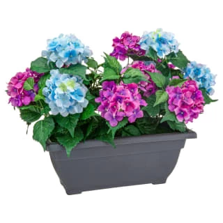 Bloom Basic Window Box - Hydrangea 1 Bloom Basic Window Box - Hydrangea