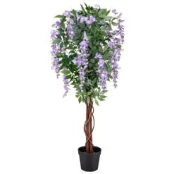 Bloom Wysteria Tree In Pot - Purple