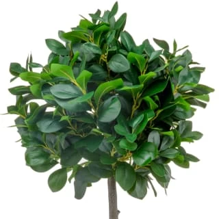 Bloom Premium Bay Tree 2 Bloom Premium Bay Tree - Image 2