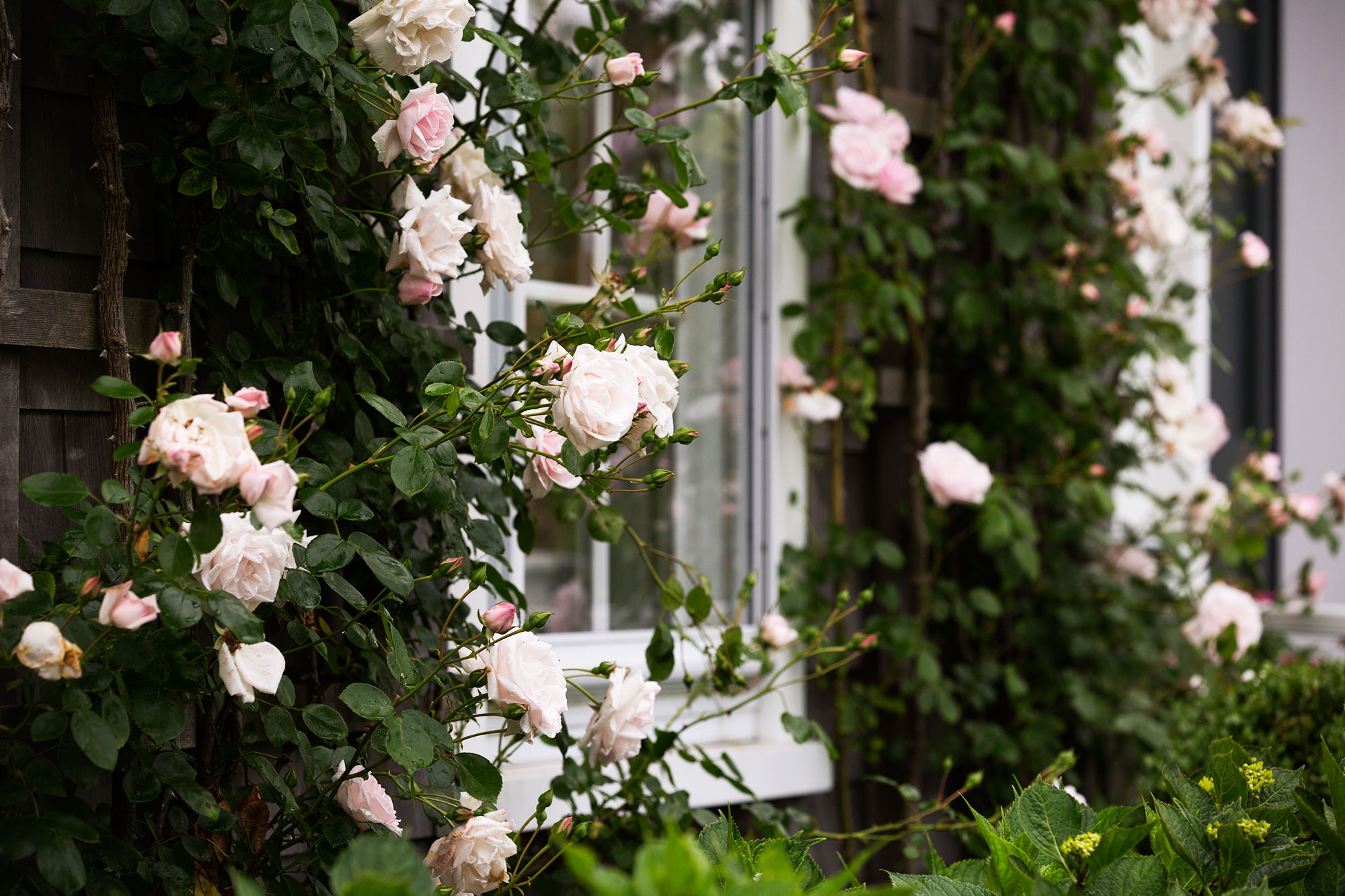 Home Decor Sales -Home Decor Sales New Dawn Climbing Rose